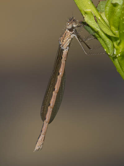 Sympecma paedisca female--2.jpg
